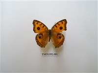 藏品(眼蛺蝶)的圖片